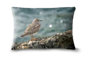 Ruddy Turnstone Bolster