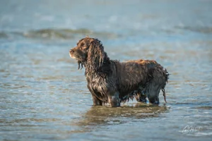 Sea Spaniel Canvas Wall Art