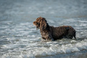 Sea Dog Canvas Wall Art