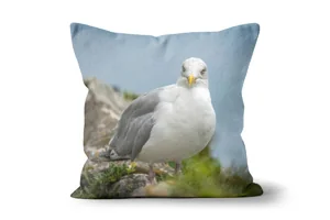 Single Herring Gull Scatter Cushions