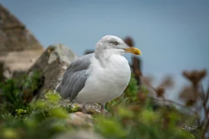 Herring Gull Wall Art Prints