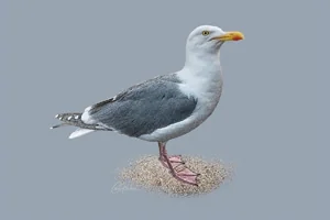Rendered Herring Gull Wall Art Prints