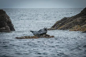 Grey Seal Canvas Wall Art