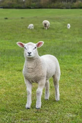 Lamb Canvas Wall Art