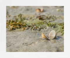 Seaweed and Cockles Mounted Print