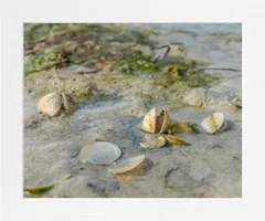 Cockles and Seaweed Mounted Print