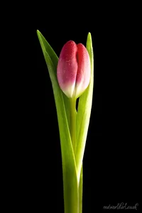 Single Pink Tulip Metal Wall Art