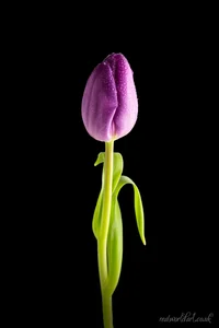 Single Purple Tulip Metal Wall Art