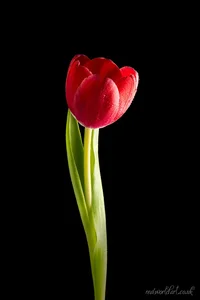 Single Red Tulip Metal Wall Art