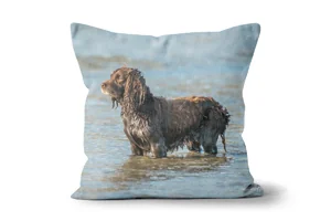 Sea Spaniel Scatter Cushions