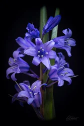 Spanish Bluebells Art Prints