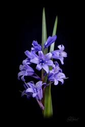 Spanish Bluebells Stem Art Prints