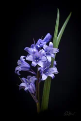 Spanish Bluebell Flowers Art Prints