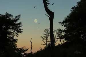 Moonrise Art Prints