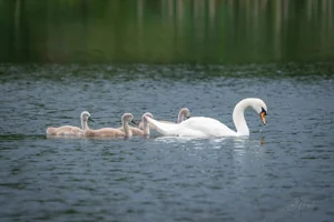 Mute Swan Family on Water Foamex Prints