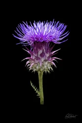 Purple Artichoke Thistle Art Prints