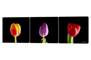 Tulip Study 3 Piece Canvas Wall Art
