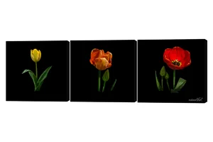 Pop Art Tulips 3 Piece Canvas Wall Art
