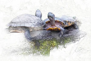 Wild Turtles Canvas Wall Art