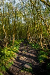 Woodland Path Wall Art Prints