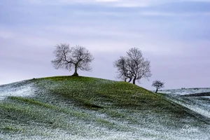 Wensleydale Winter Trees Art Prints