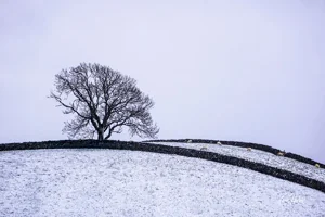 Wensleydale Winter Tree Art Prints