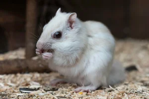 Cute White Chipmunk Canvas Wall Art