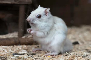 White Chipmunk Canvas Wall Art