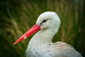 White Stork Head Wall Art Prints