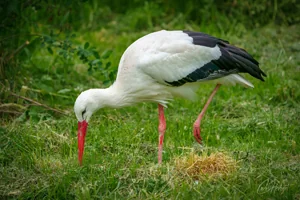 White Stork Feeding Wall Art Prints
