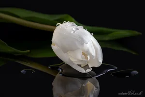 White Tulip Reflection Wall Art Prints