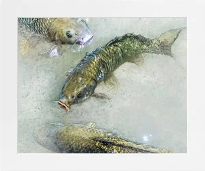 Wild Carp Fish Art Prints