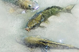 Wild Carp Canvas Wall Art