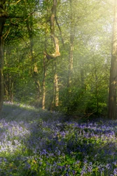 Woolley Wood Wall Art Prints