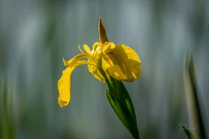 Single Yellow Flag Iris Art Prints