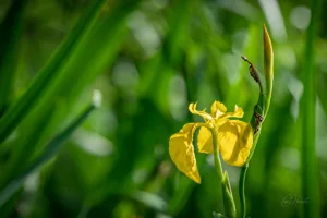 Yellow Flag Iris Art Prints
