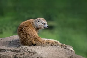 Watchful Yellow Mongoose Canvas Wall Art