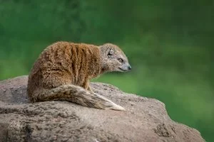 Yellow Mongoose On Guard Canvas Wall Art