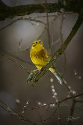 Winter Yellowhammer Foamex Prints