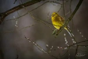 Yellowhammer Foamex Prints