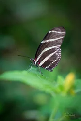 Zebra Longwing Butterfly Canvas Wall Art