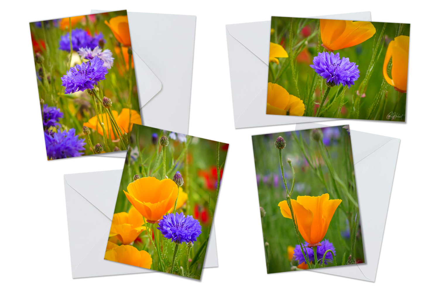 Cornflower And California Poppies Greeting Card Packs