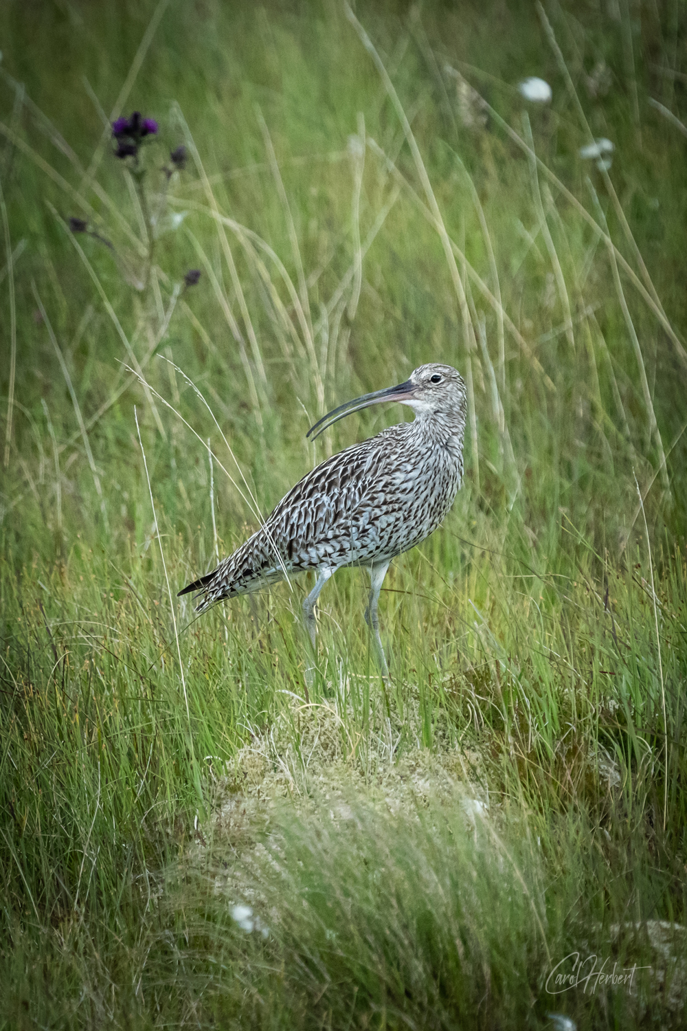 Curlew Wall Art