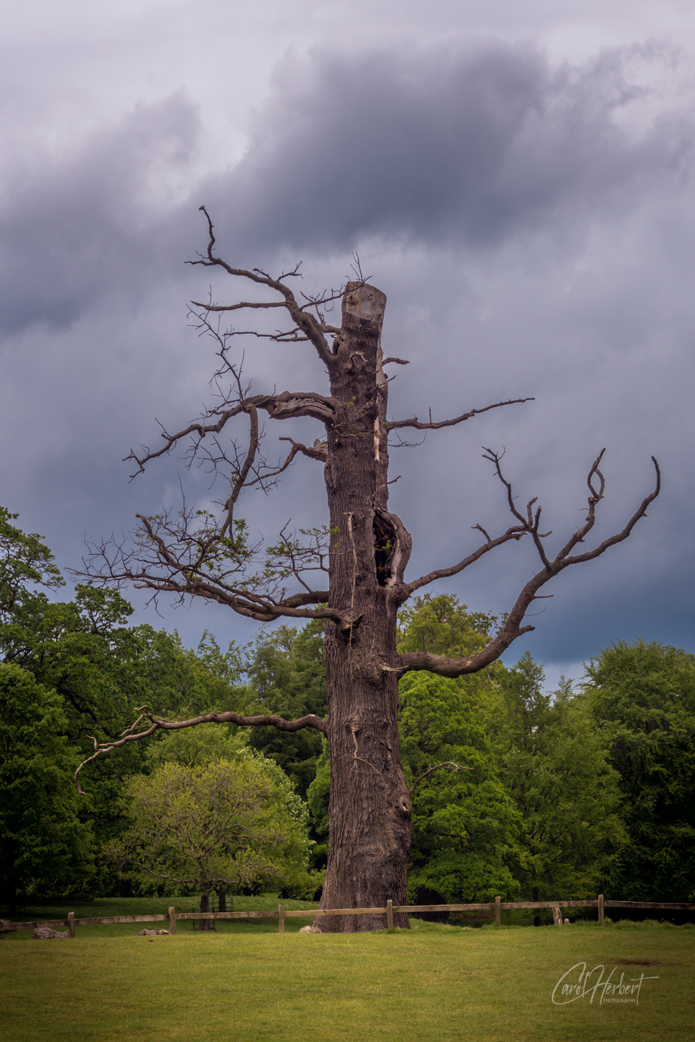 An old oak tree stump