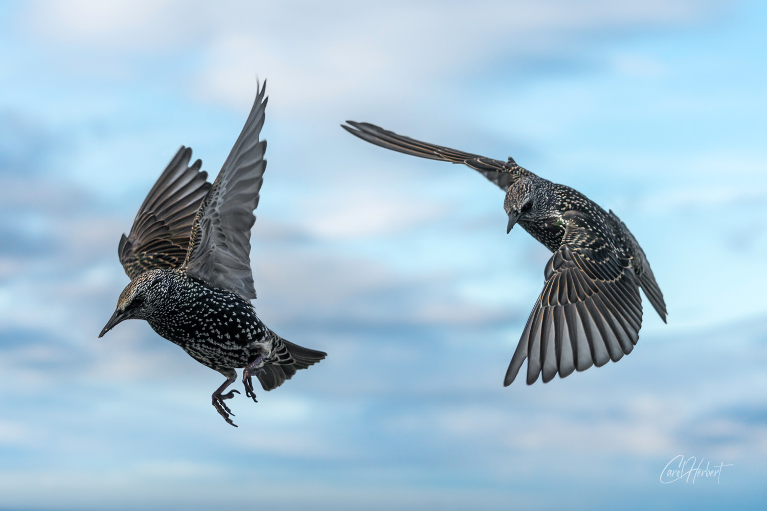 Two Starlings in Flight