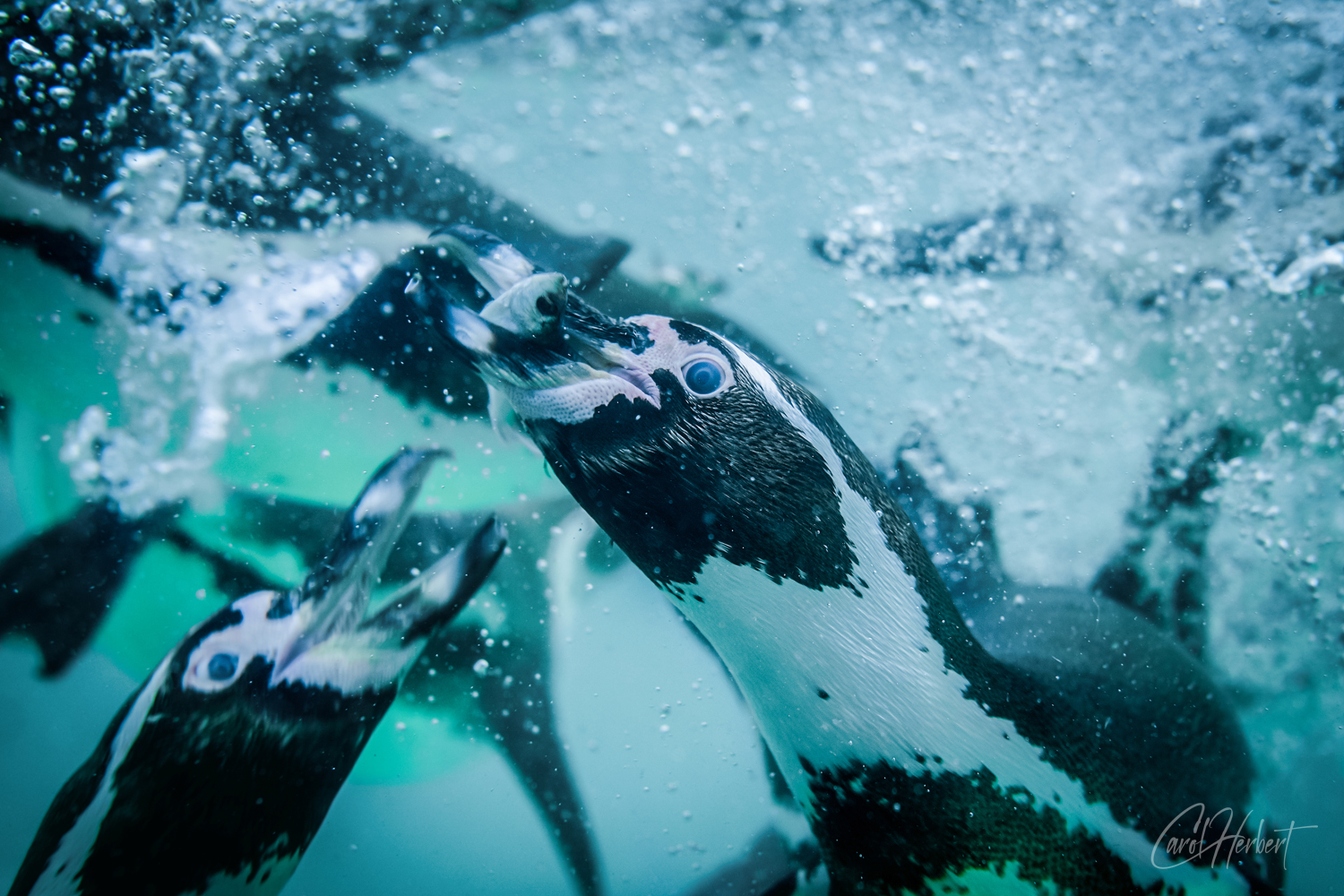 Humboldt Penguins swimming under water