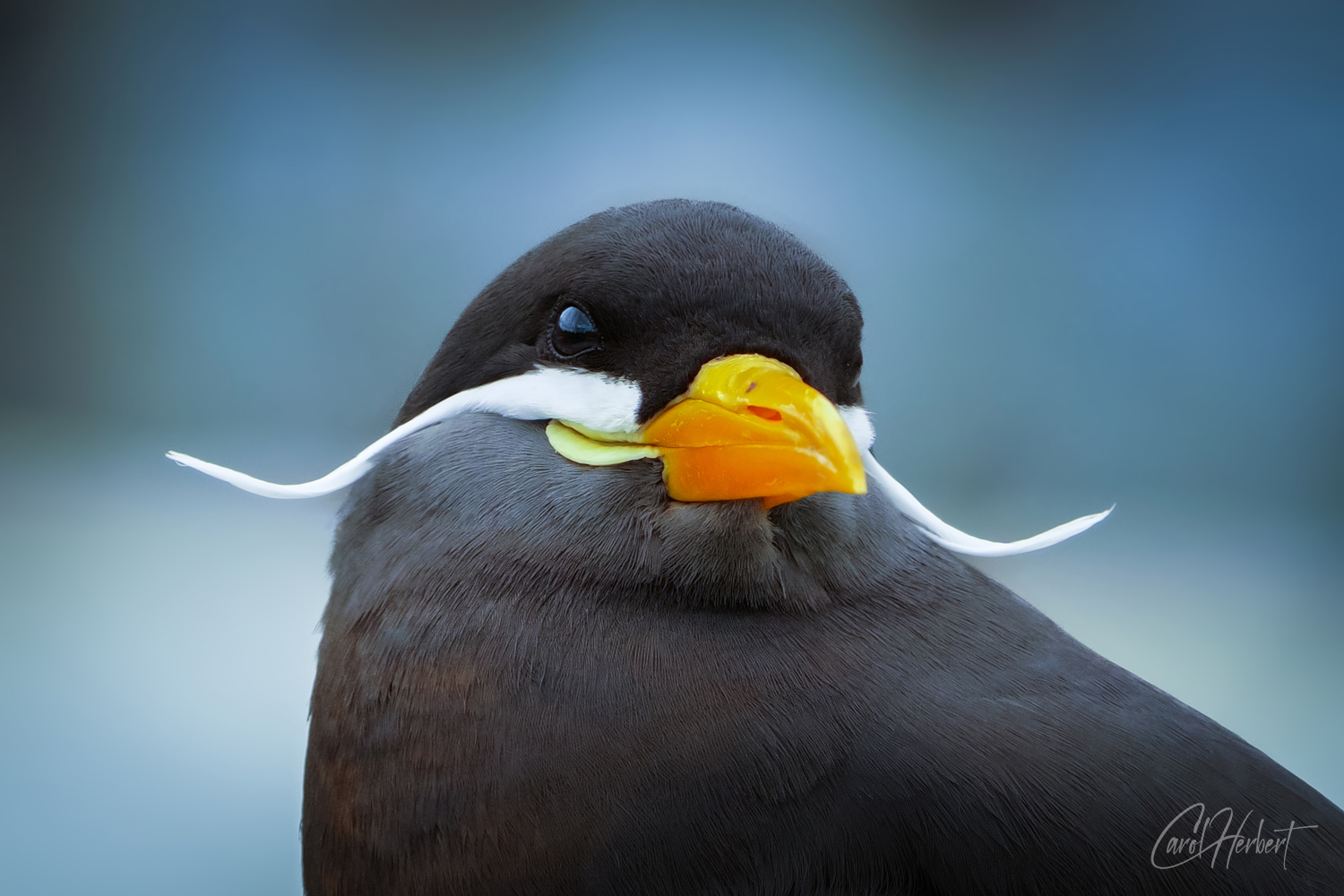 Head of an Inca Tern