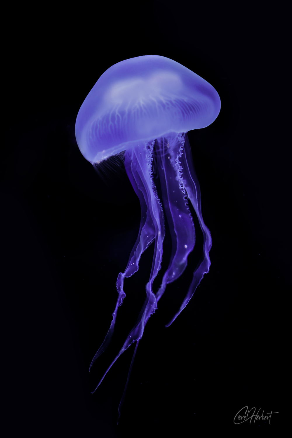Moon Jellyfish 1
