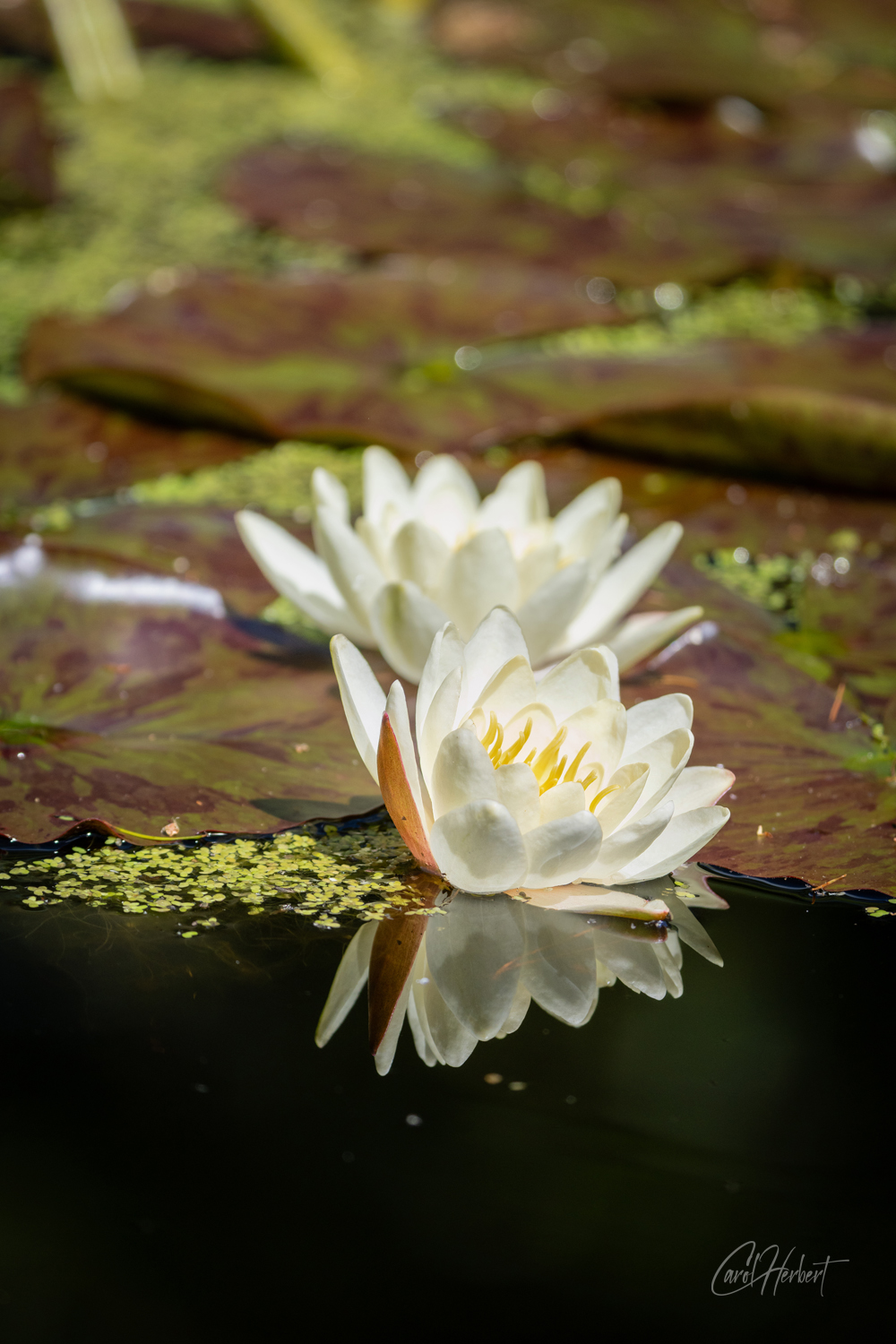Nymphaea Alba Water Lily