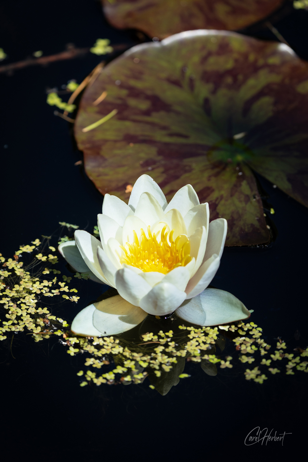 Nymphaea Alba Water Lily